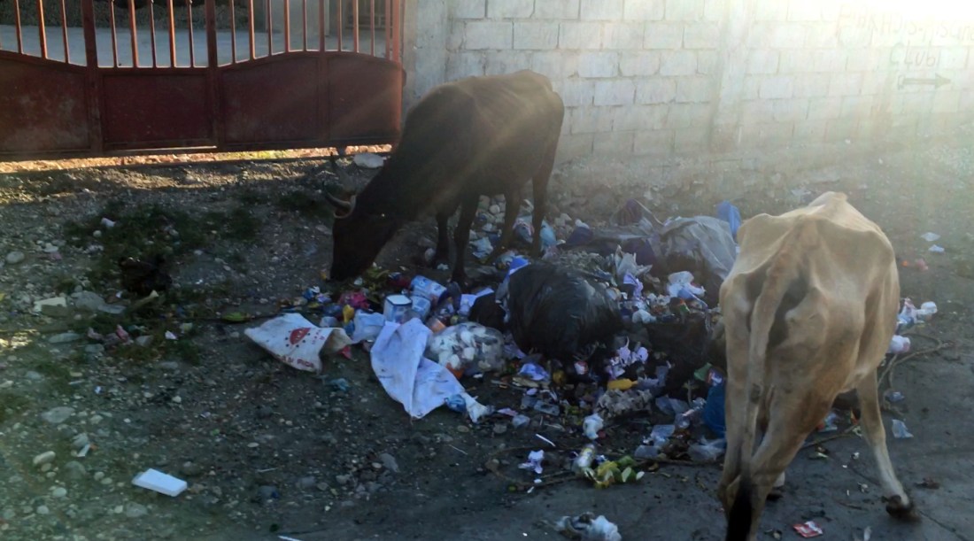 bulls-on-the-side-of-the-ro